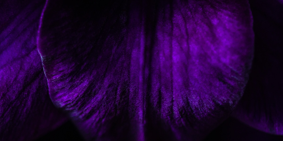 Bleeding Violet by Dia Reeves