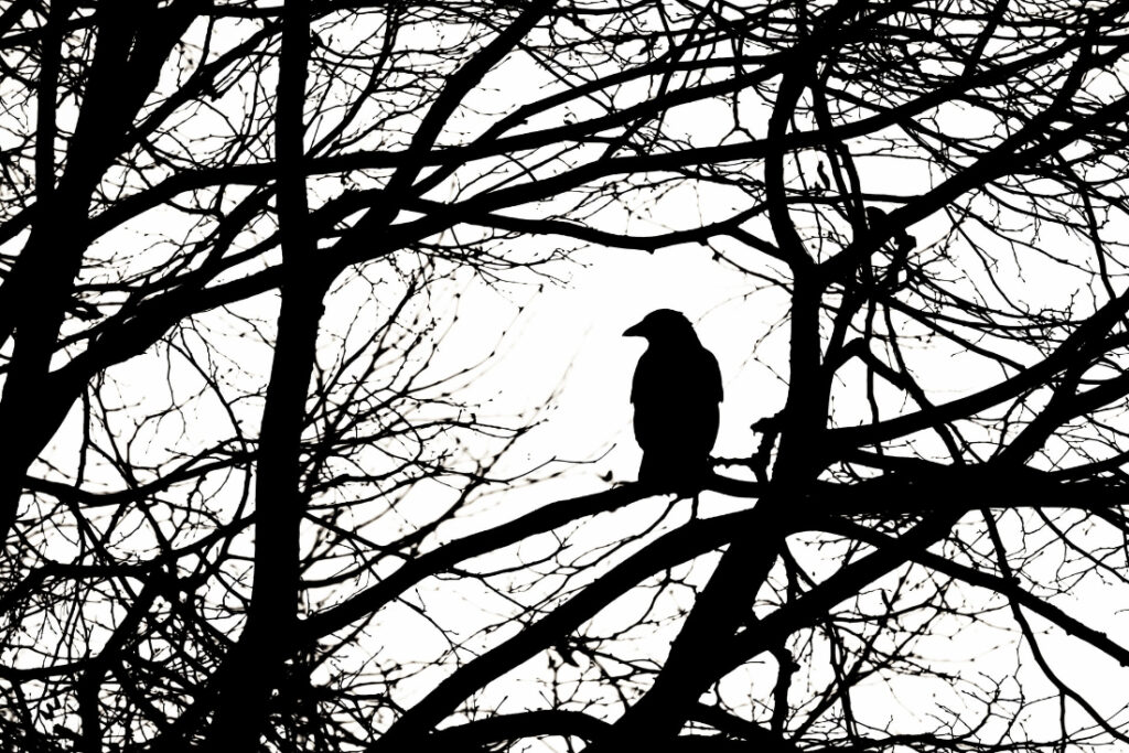 The Raven Boys by Maggie Stiefvater