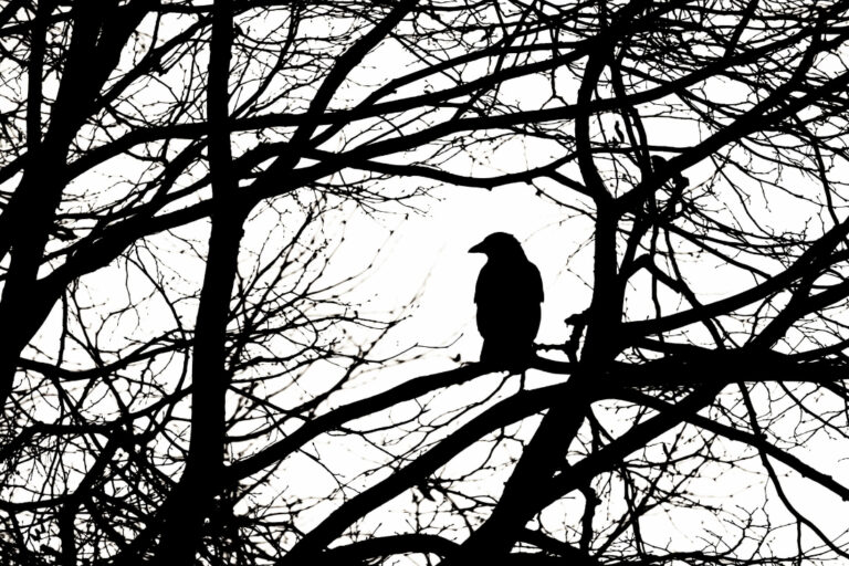 The Raven Boys by Maggie Stiefvater
